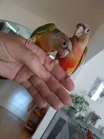 Ručně dokrmené samičky pyrury zelenolícího