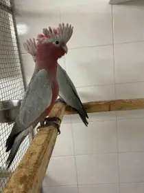 Kakadu růžový  lutino