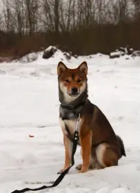 Shiba Inu s PP (FCI)