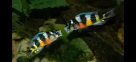 Tlamovec: Haplochromis latifasciatus “Zebra” (Rarita)