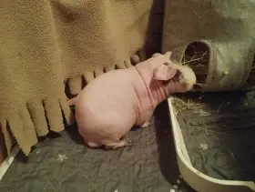 Skinny morče
