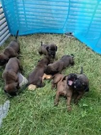 Štěňata Bavorského Barváře