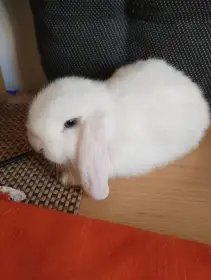 Prodám mláďata zakrslých beránků minilopů