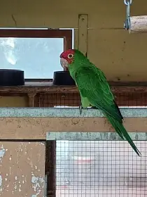 Aratinga červenolící