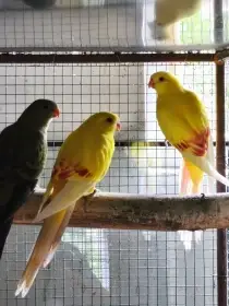 Papoušek horský lutíno samice