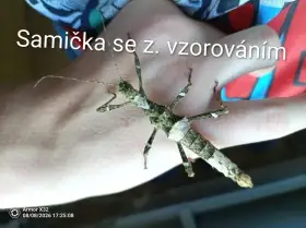 Moc spěchá: Prodám strašilky