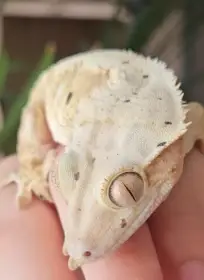 Mláďata pagekonů řasnatých C. Ciliatus