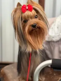 PLEBOJ HART COMPANION