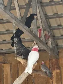 Kakadu růžový