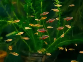 Danio perlové (danio margaritatus, razbora galaxy