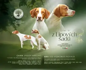 Saintgermainský ohař