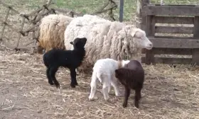 Qessatské mini ovečky