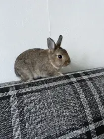 Daruji zakrslého králíčka