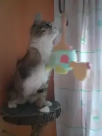 Mainská mývali