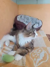 Koťátka v typu mainská mývalí
