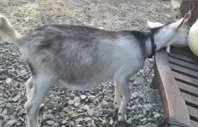 Anglonubijský kozlík 50%AN