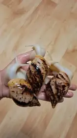 Lissachatina reticulata albino body - africký šnek xxl