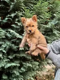 Norwich terrier