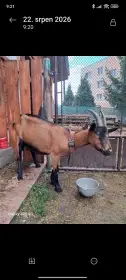 Prodám kozu