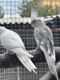 Korela lutino, albino, bělohlavá, straka a perla