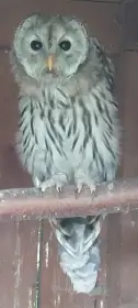 Puštík bělavý (Strix uralensis), imprint