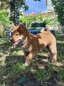 Akira Kitsune no hoshi