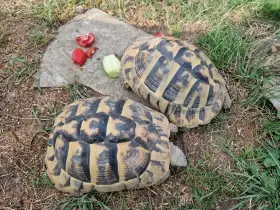 2x želva zelenavá 2014