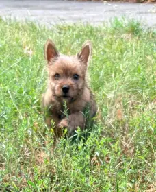 Norvičský teriér (Norwich terrier)