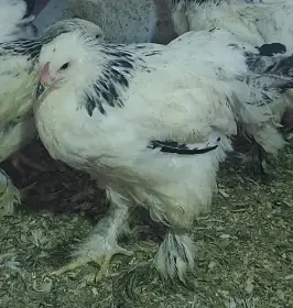 Brahmanka bílá kolumbijská