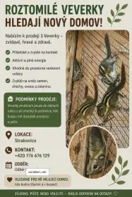 Prodám letošní odchov veverek