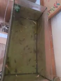 Axolotl mexický