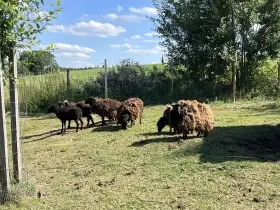 Stádo 7 quessantských ovcí