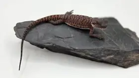 100% Dark red monster,Redky,mix barev