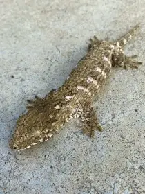 Rhacodactylus Leachianus