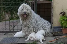 Komondor štěňátka s PP