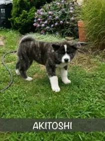Štěňátka Akita Inu s průkazem původu