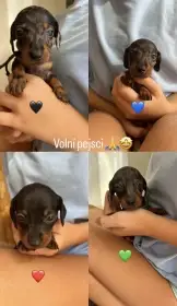 Volní pejci - trpasličí jezevčík
