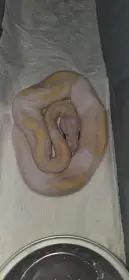 Python regius