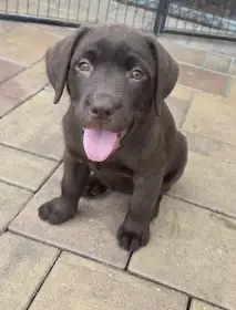 Štěně - čokoládová fenka Labradorský retriever