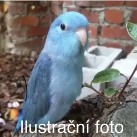 Koupím papoušíčka šedokřídlého