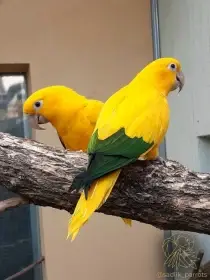 Aratinga žlutý (guaruba guarouba) /Golden Conure