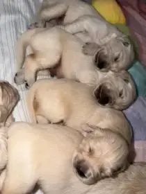 Golden Retriever s PP FCI – a vrh Diamond Bond