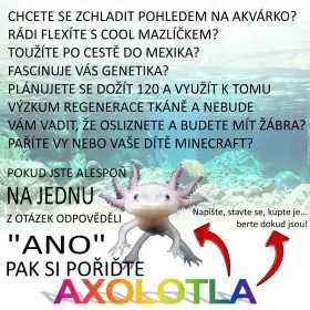 Axolotli leucistní a wild