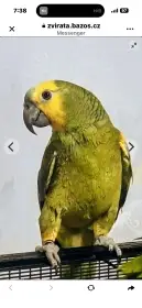 Amazonan modrocely