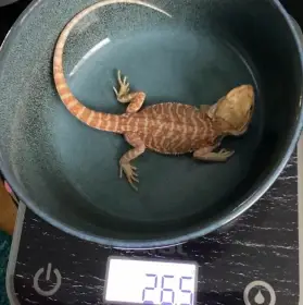 Samec agamy vousaté citrus x Orange citrus