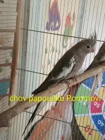 Korela chocholatá - do chovu i na ochočení
