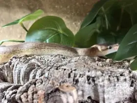 Krajta královská – Black Pastel Pastel Pinstripe het. Albino, het. Clown