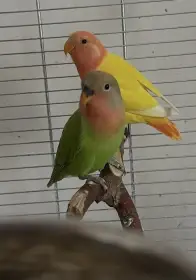 Agapornis růžohrdlý