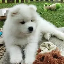 Samojed - štěňátka