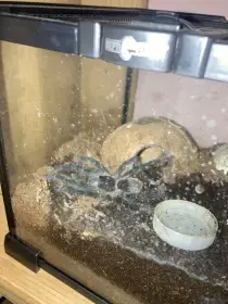 Sklípkan Lasiodora Parahybana